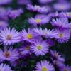 Aster novae-angliae are known as the "Michaelmas daisy" which flowers when daylight hours are shorter, usually around the Feast of Sts. Michael, Gabriel, Archangels. (OSV News photo/Stas Fedorov, Pixabay)