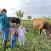 Johanna Jalbert is pictured Oct. 11, 2023, walking near her herd of dairy cows with her three children at Honeymilk Homestead family dairy farm in Isanti, Minn. (OSV News photo/Anna Wilgenbusch)