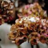 Faded hydrangeas face the first frost of autumn and a season of dormancy and rest. (OSV News photo/Congerdesign, Pixabay)