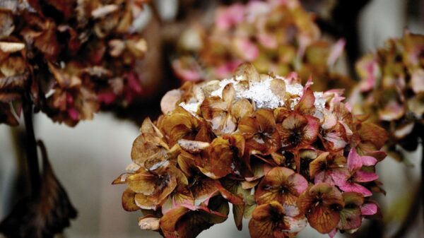 Faded hydrangeas face the first frost of autumn and a season of dormancy and rest. (OSV News photo/Congerdesign, Pixabay)