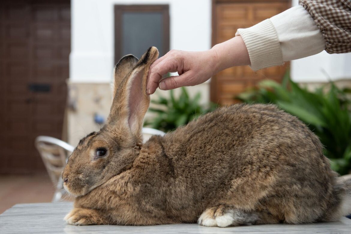 Franciscan sisters in Spain breed rare giant rabbit